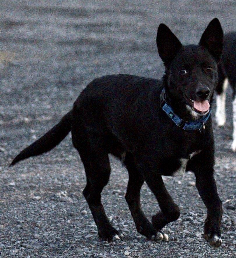 Enlarge Dante, a Adoptable mixed breed in Albany, NY image 4/5