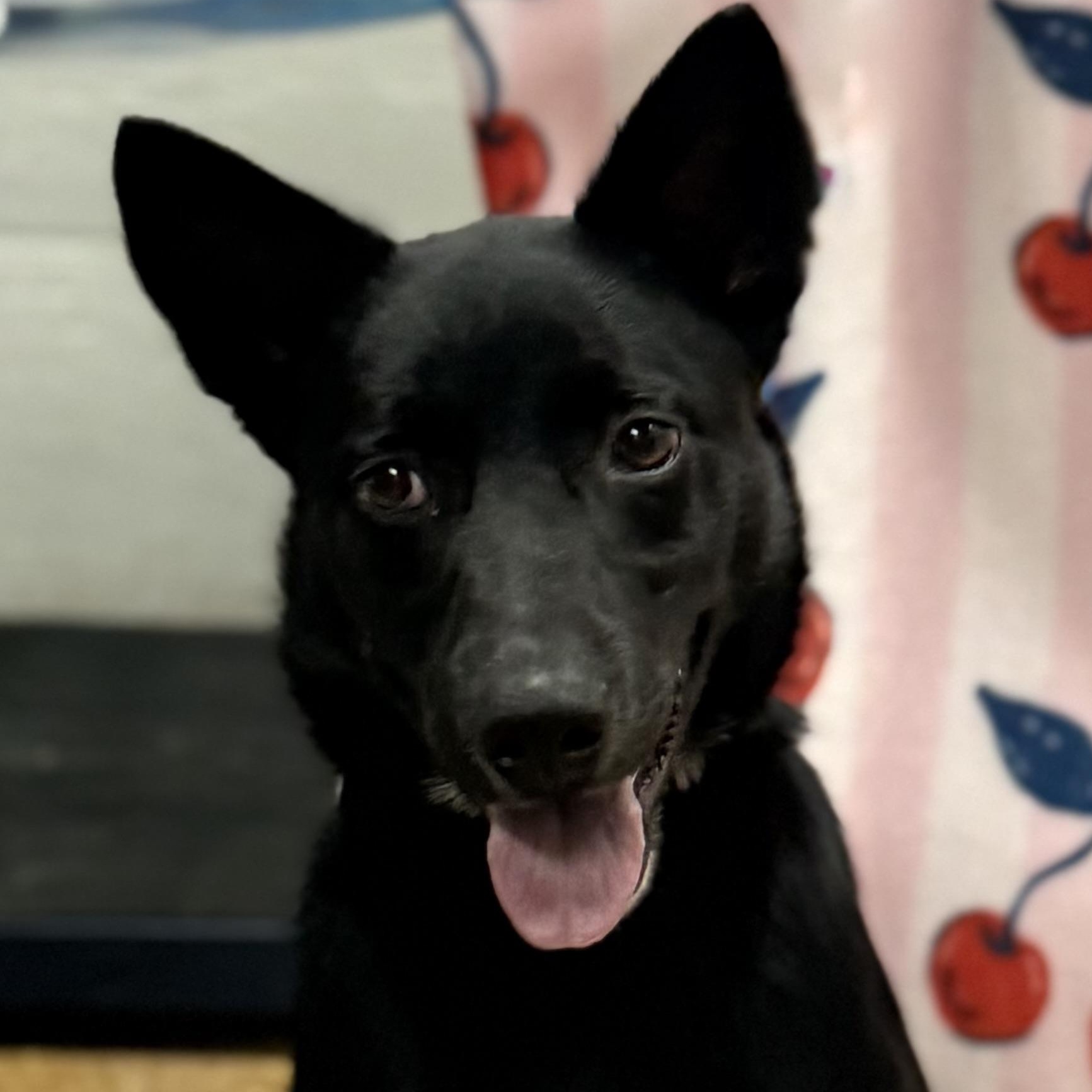 Dante, Adoptable, Puppy Male Shepherd & Border Collie.