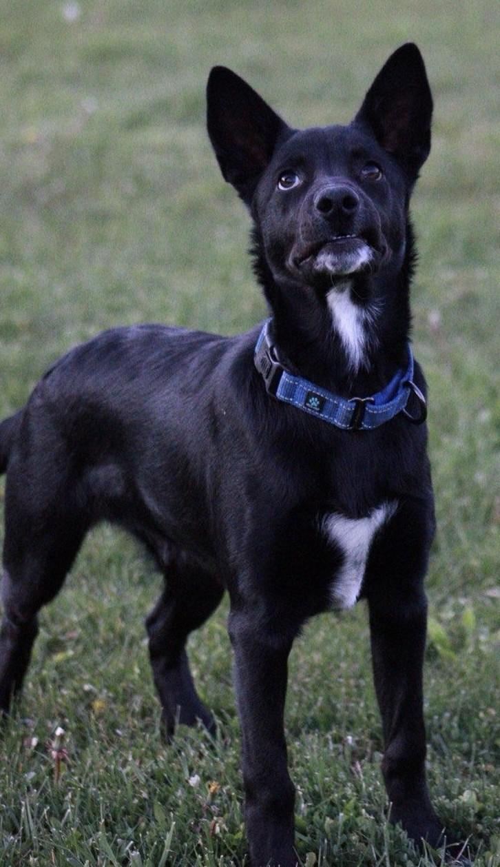 Enlarge Dante, a Adoptable mixed breed in Albany, NY image 2/5