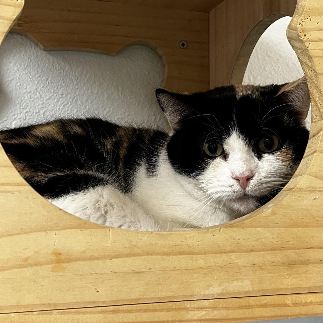 Enlarge Duchess, a Adoptable Domestic Short Hair in Yucca Valley, CA image 1/4