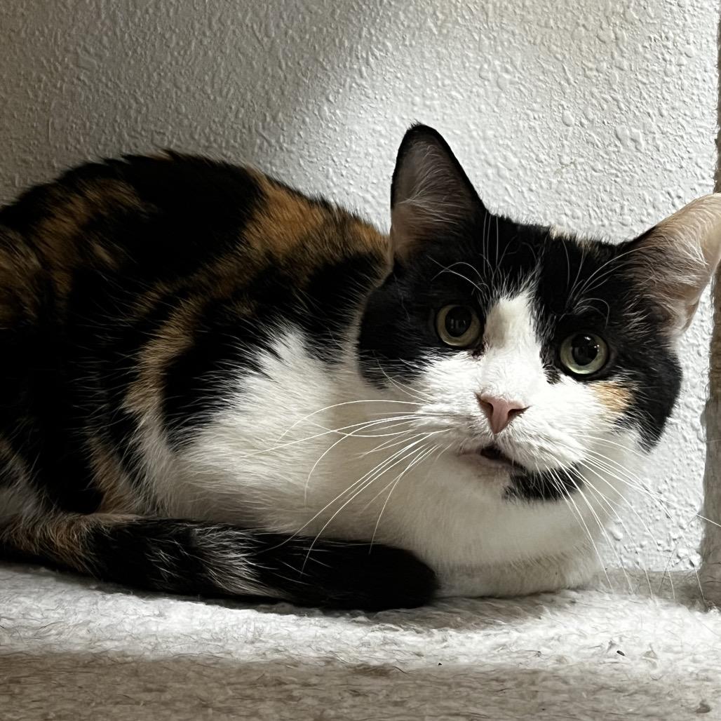 Enlarge Duchess, a Adoptable Domestic Short Hair in Yucca Valley, CA image 2/4