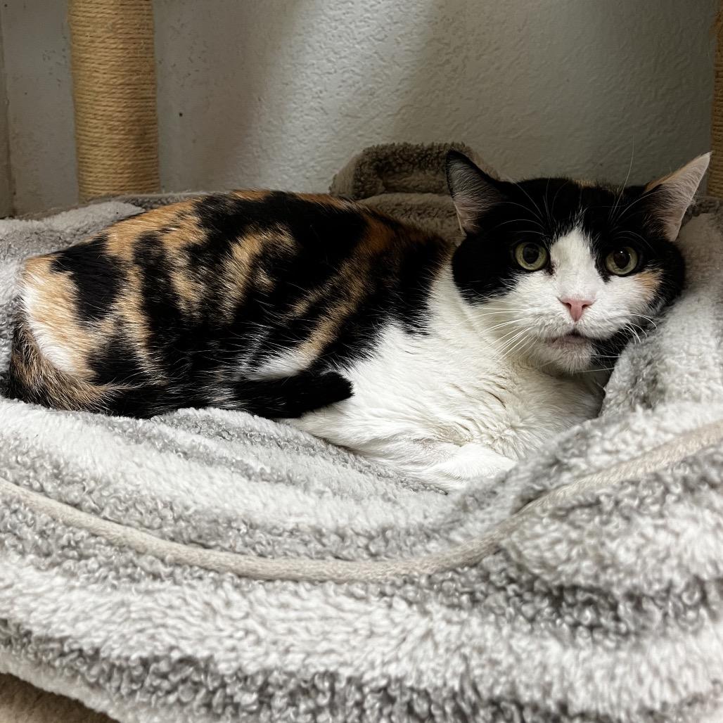 Enlarge Duchess, a Adoptable Domestic Short Hair in Yucca Valley, CA image 2/4