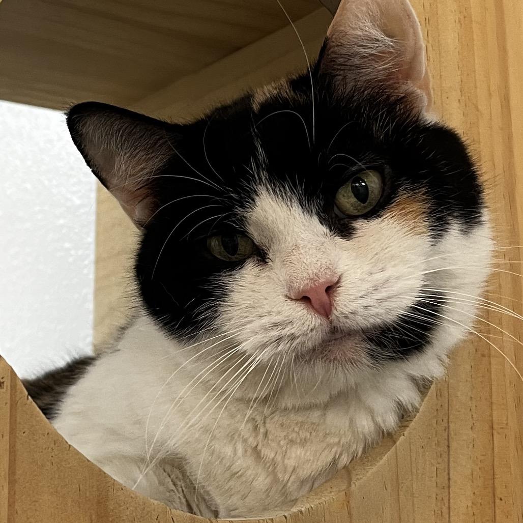 Enlarge Duchess, a Adoptable Domestic Short Hair in Yucca Valley, CA image 3/4