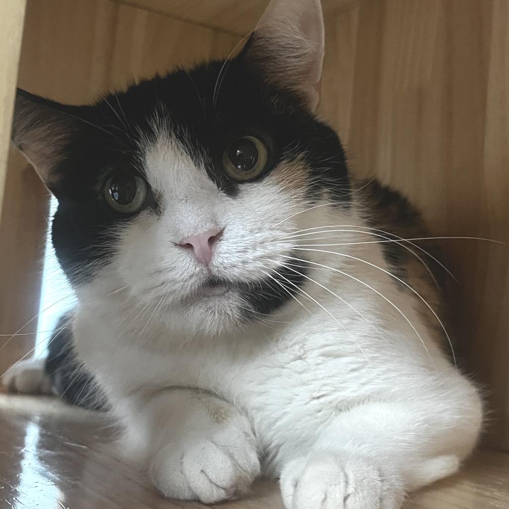 Enlarge Duchess, a Adoptable Domestic Short Hair in Yucca Valley, CA image 3/4