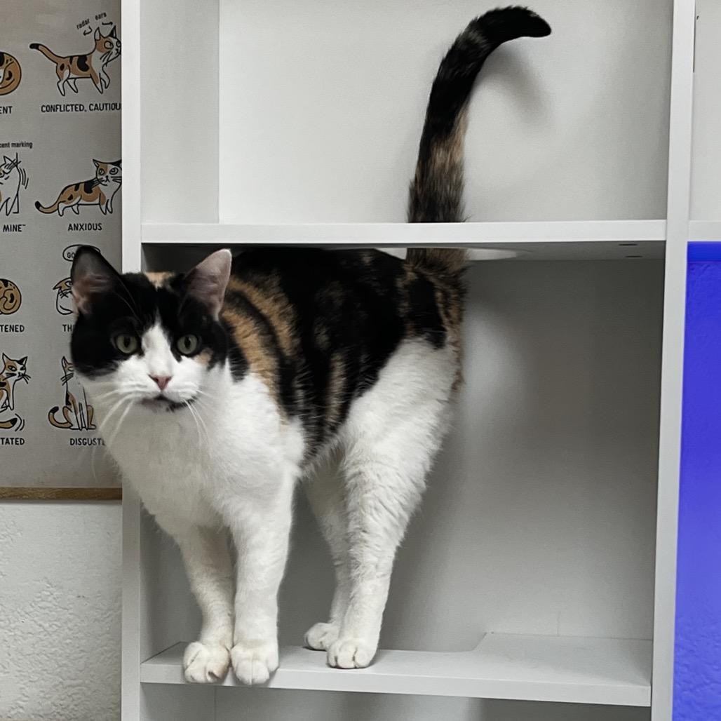 Enlarge Duchess, a Adoptable Domestic Short Hair in Yucca Valley, CA image 3/6
