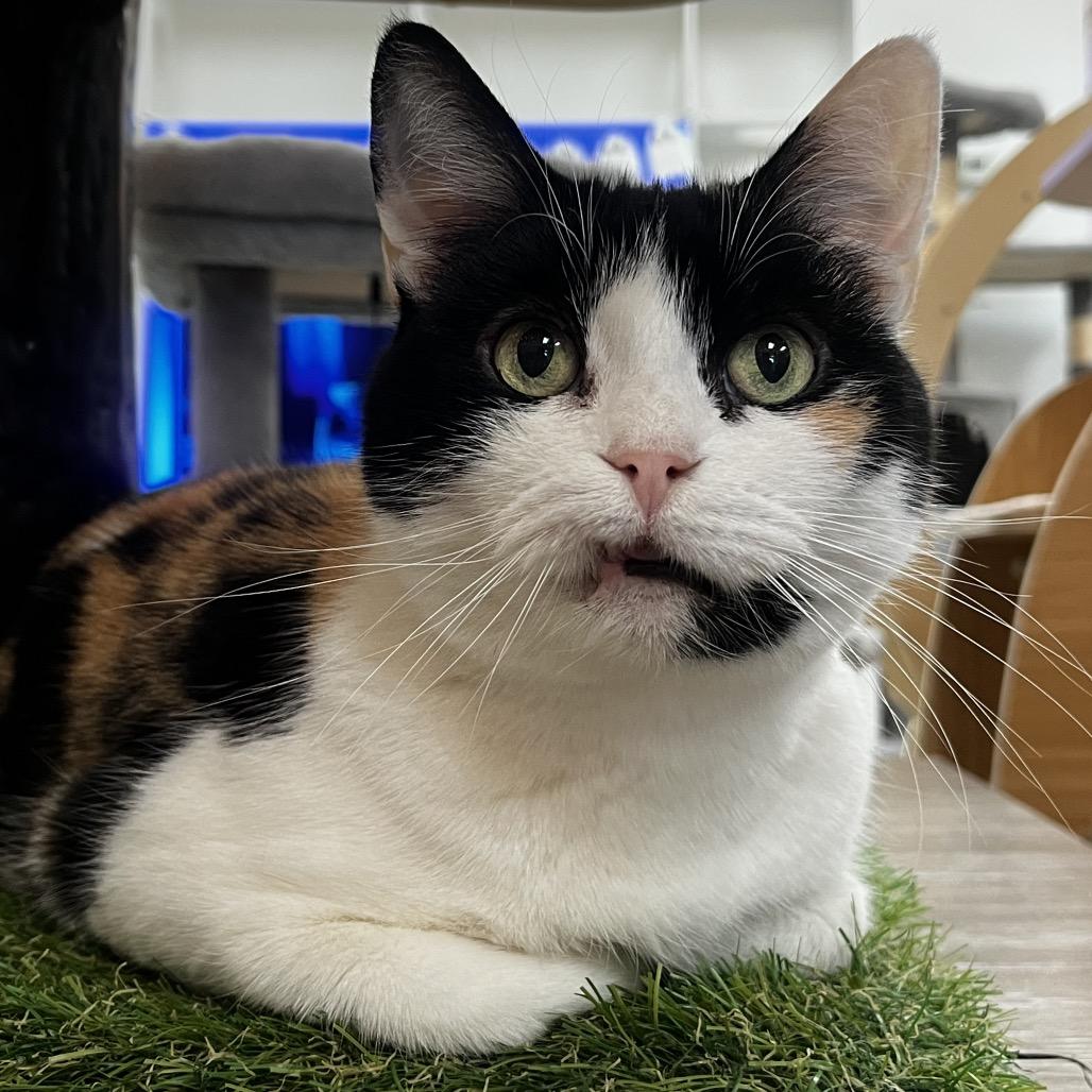 Enlarge Duchess, a Adoptable Domestic Short Hair in Yucca Valley, CA image 4/6