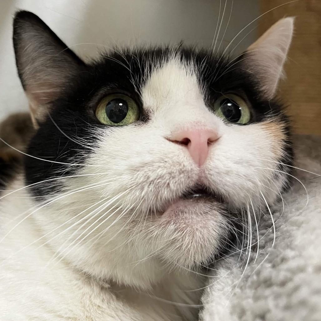 Enlarge Duchess, a Adoptable Domestic Short Hair in Yucca Valley, CA image 4/4