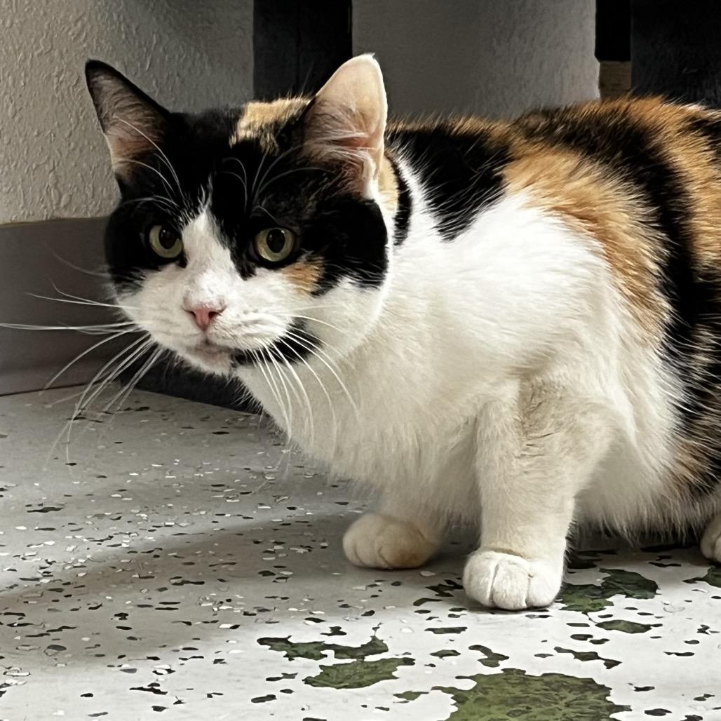 Enlarge Duchess, a Adoptable Domestic Short Hair in Yucca Valley, CA image 5/6