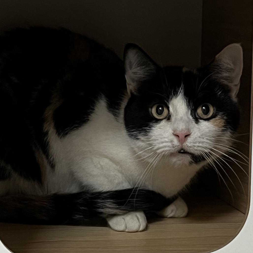 Enlarge Duchess, a Adoptable Domestic Short Hair in Yucca Valley, CA image 4/4