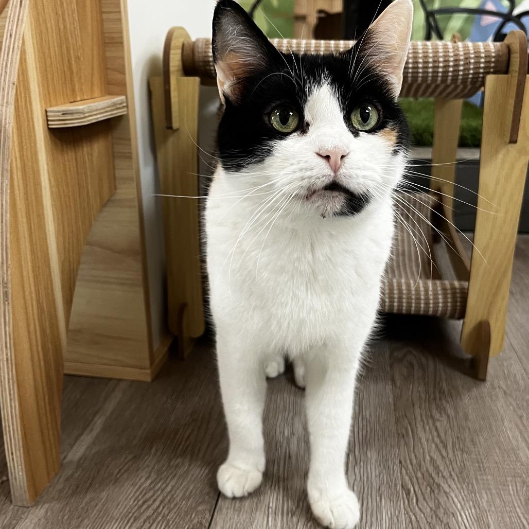 Enlarge Duchess, a Adoptable Domestic Short Hair in Yucca Valley, CA image 6/6