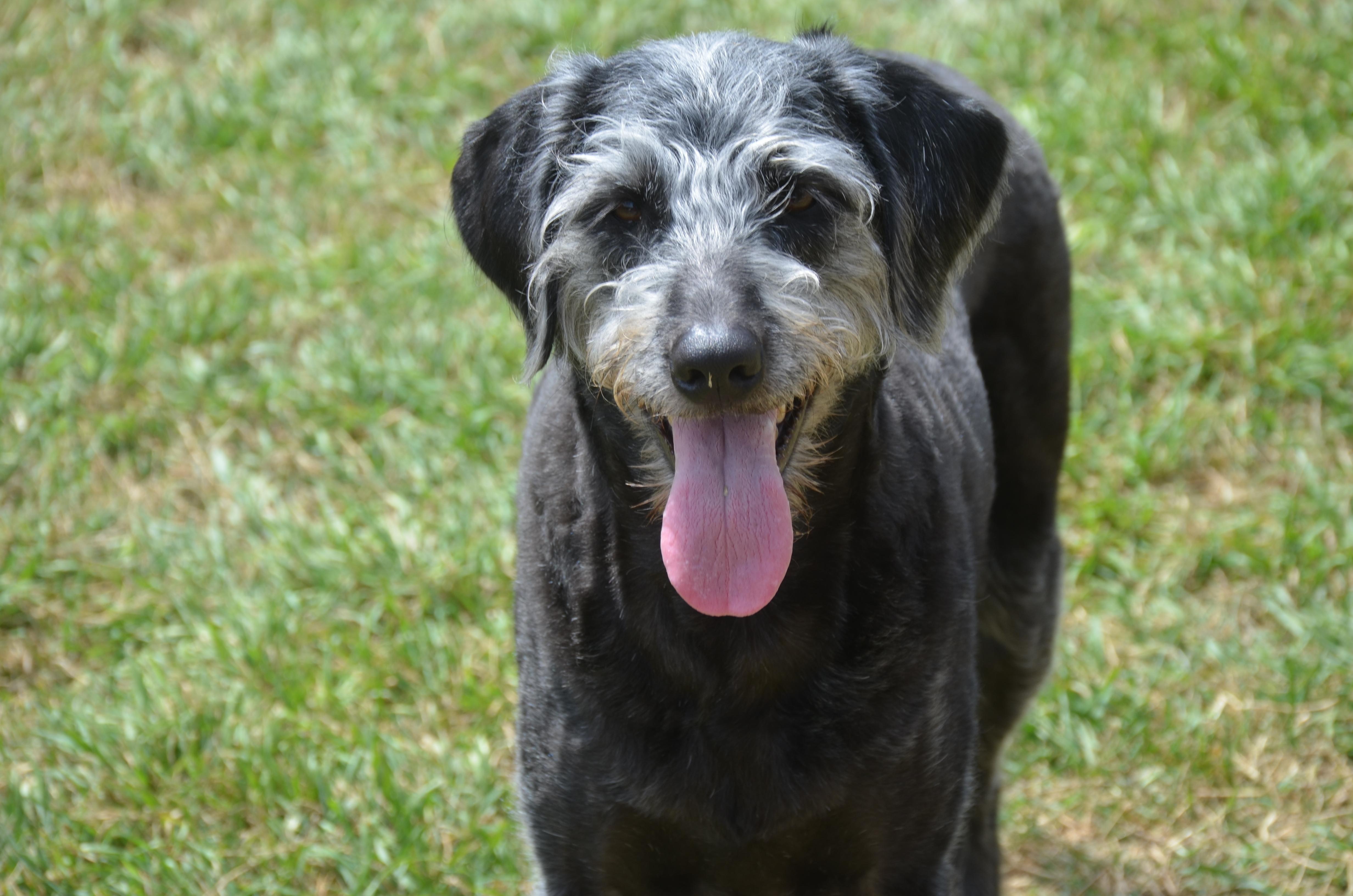 Luna, Adoptable, Young Female Labradoodle.
