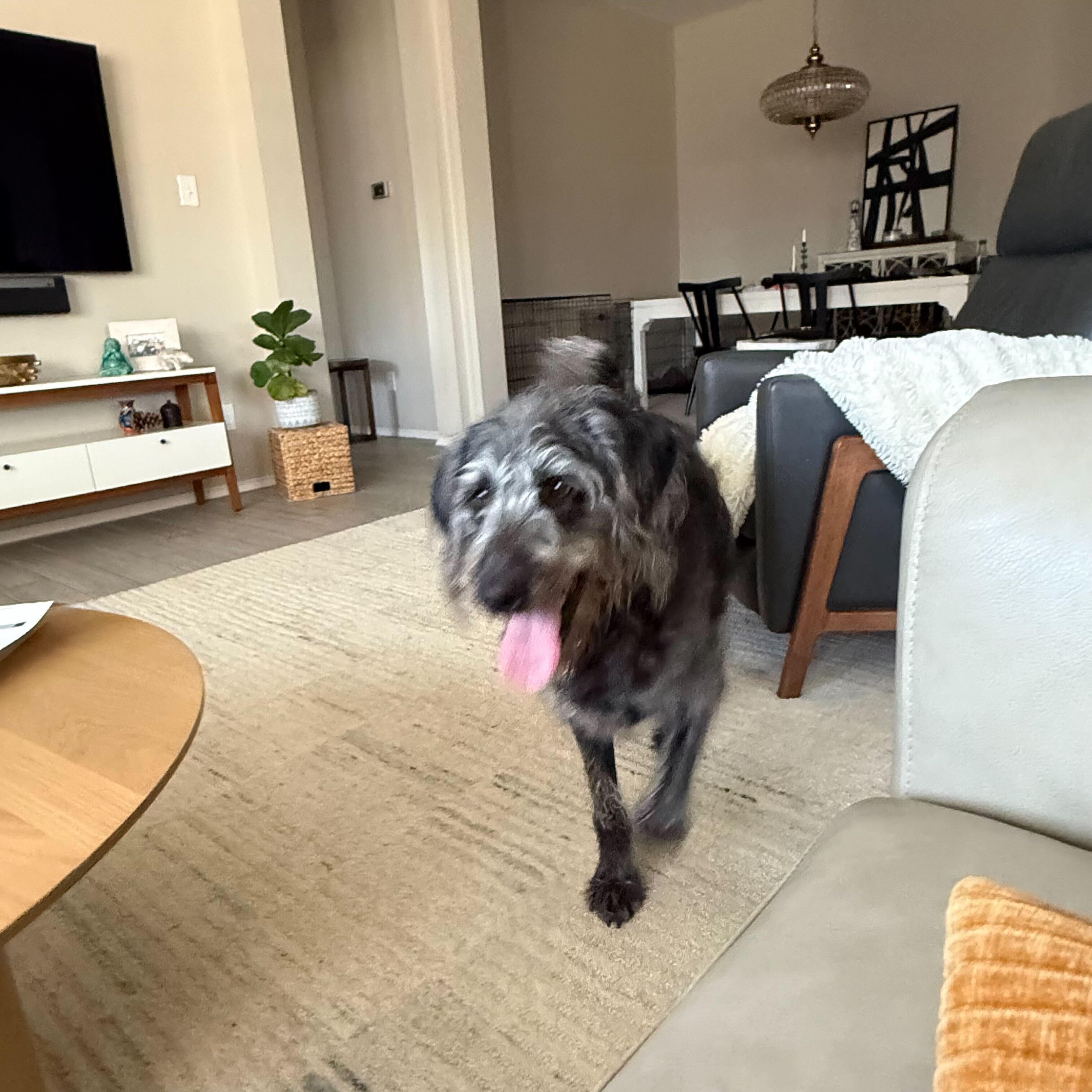 Enlarge Luna, a Adoptable Labradoodle in Garland, TX image 3/5