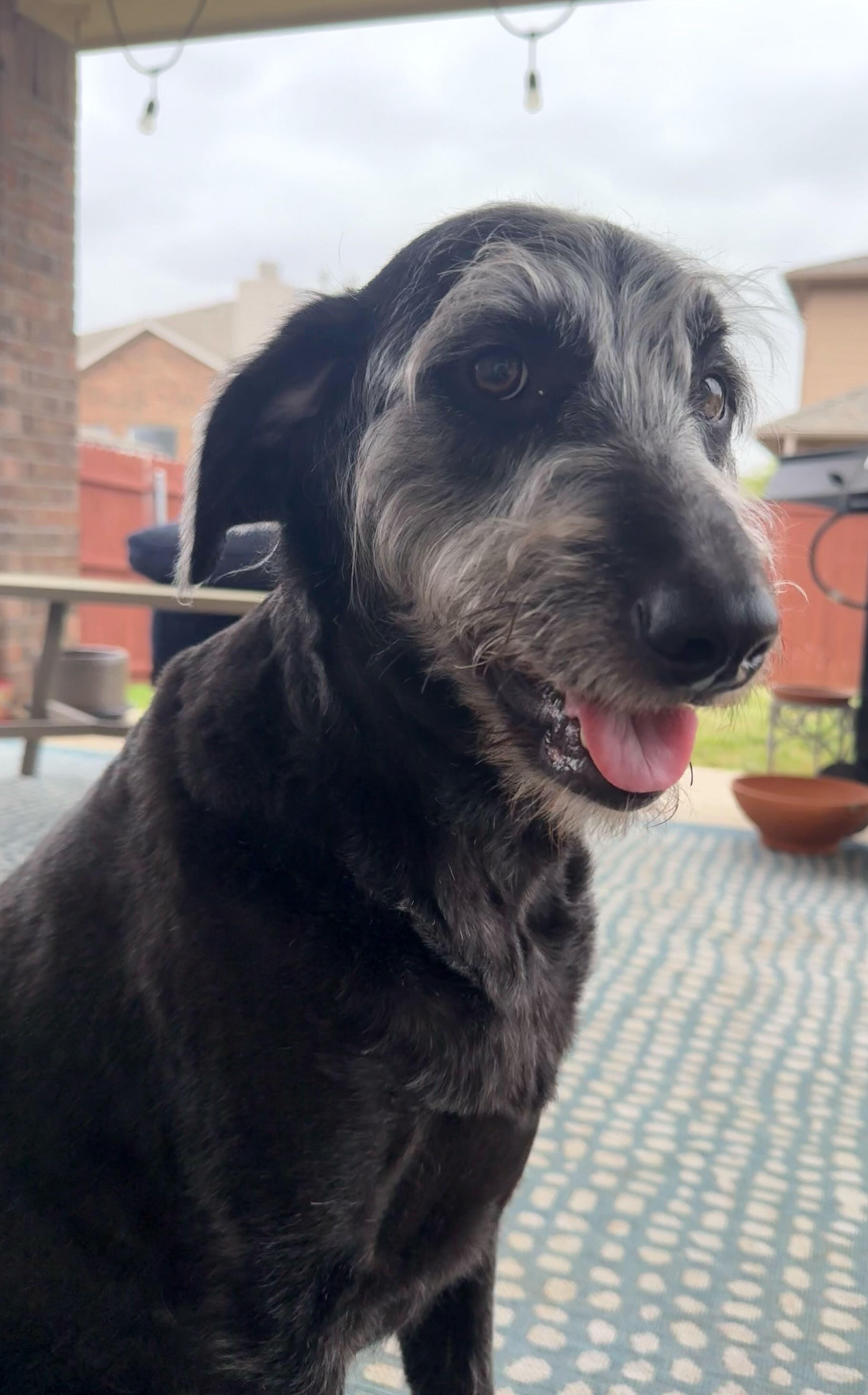 Enlarge Luna, a Adoptable Labradoodle in Garland, TX image 5/5