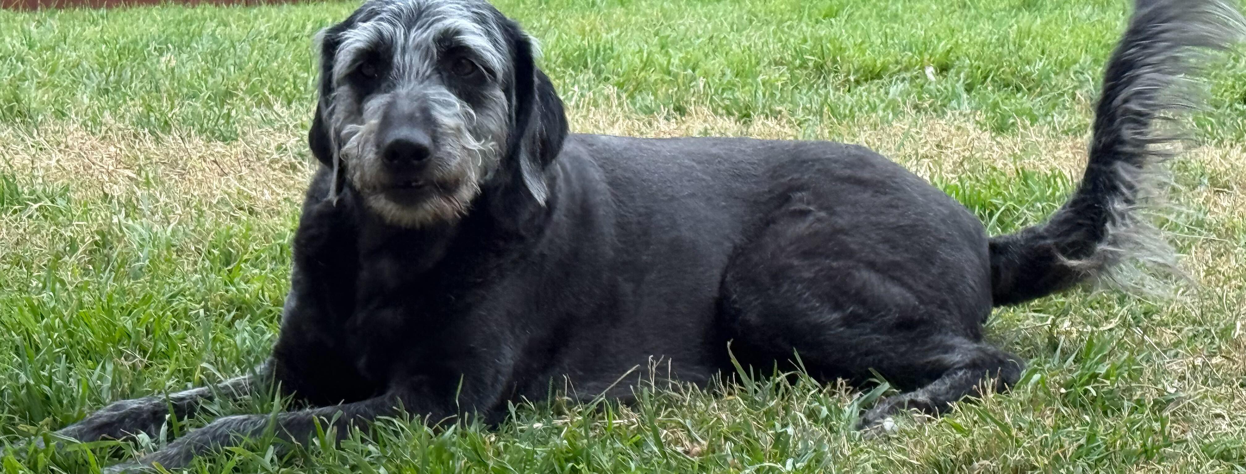 Enlarge Luna, a Adoptable Labradoodle in Garland, TX image 4/5