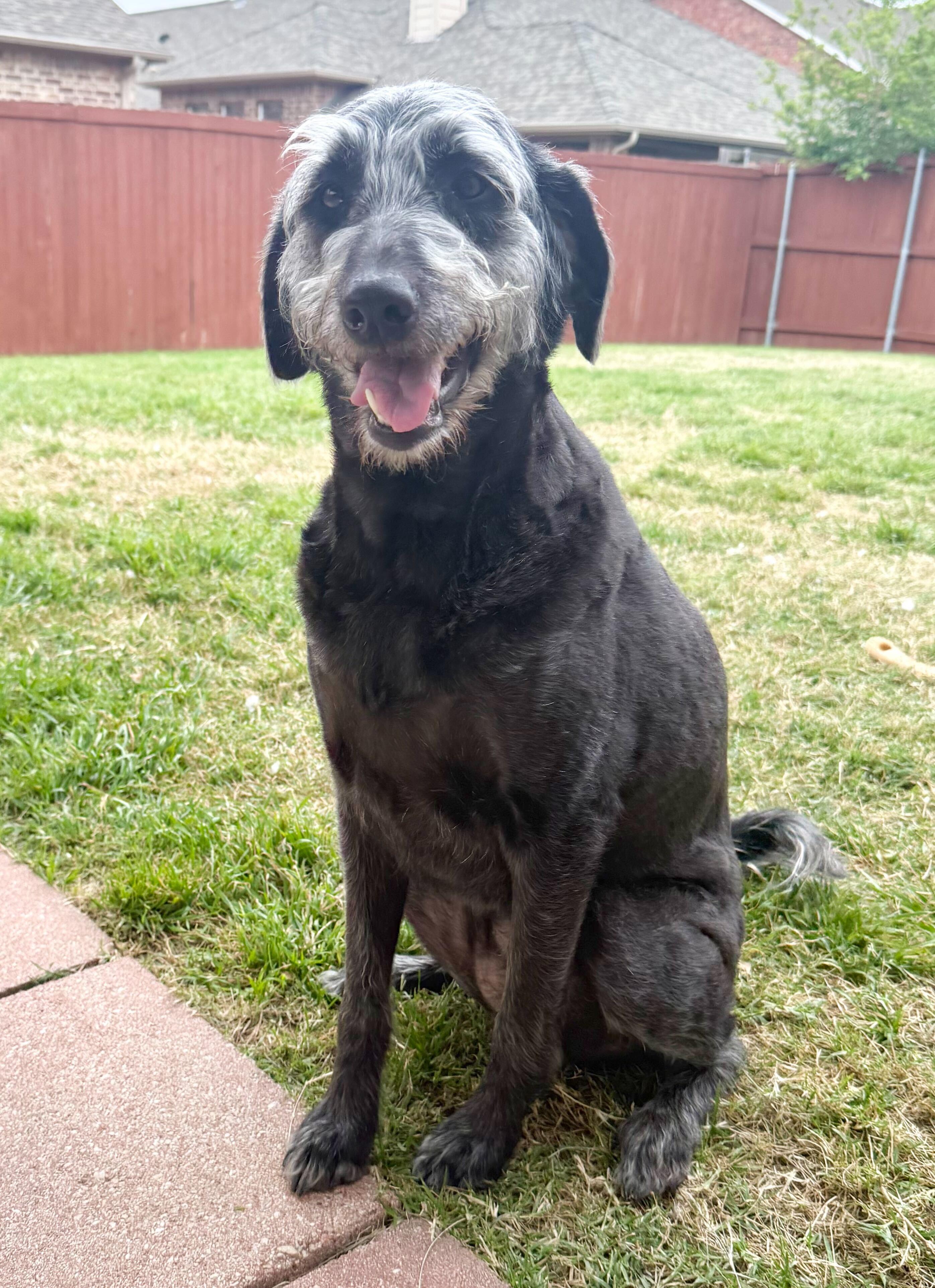 Enlarge Luna, a Adoptable Labradoodle in Garland, TX image 2/5
