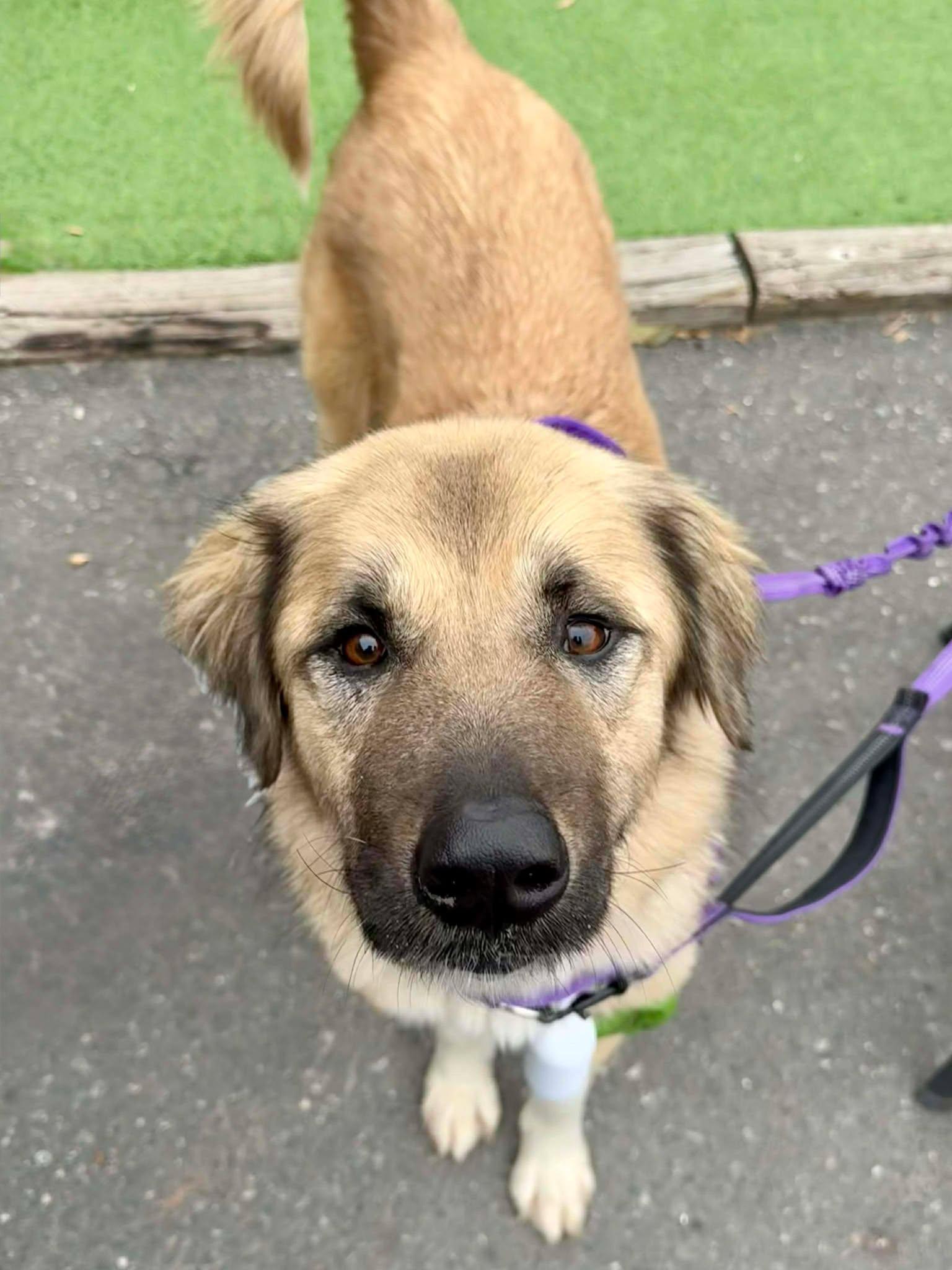 Enlarge Sage, a Adoptable Anatolian Shepherd in Charlotte, NC image 1/3