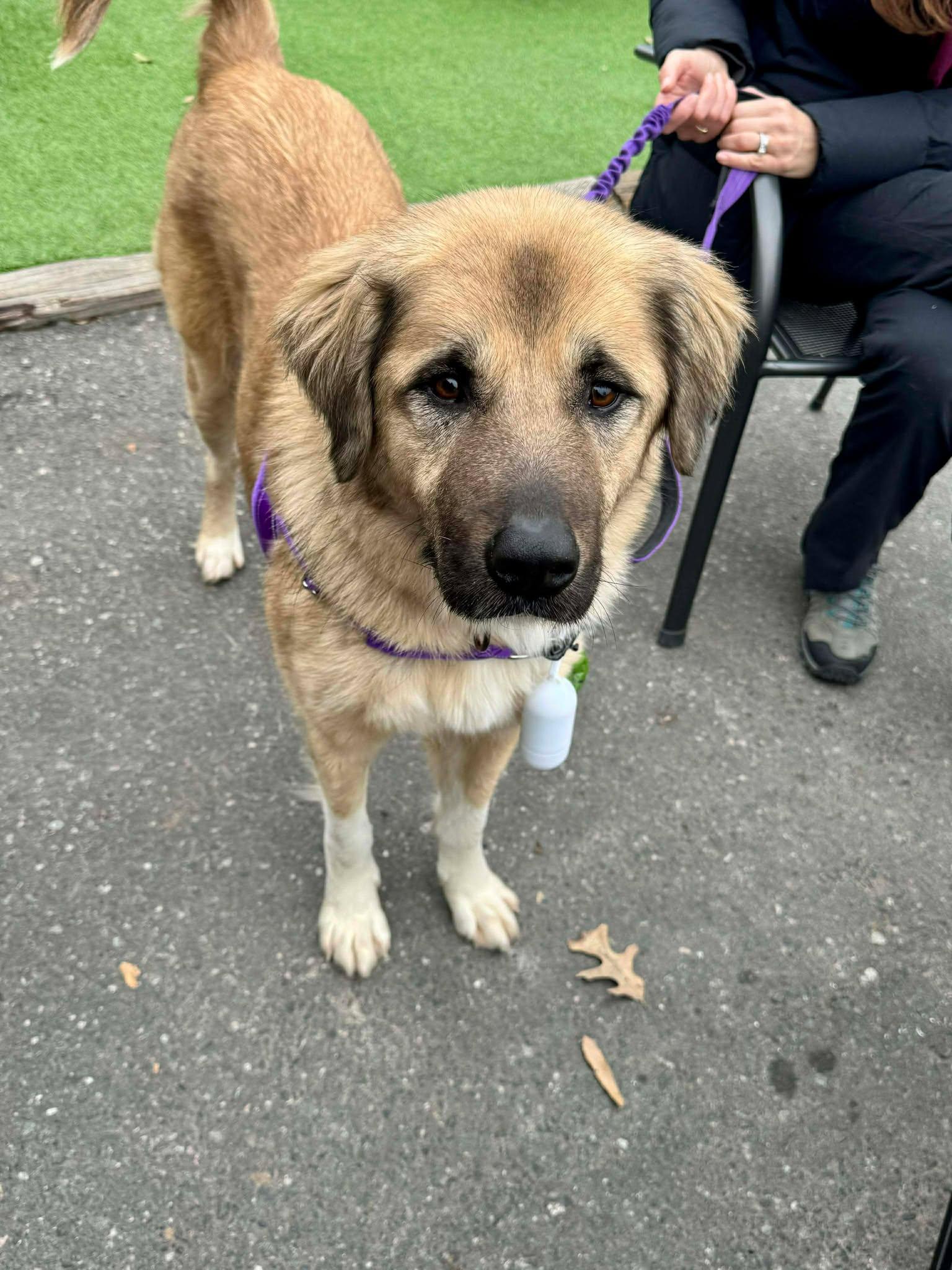 Enlarge Sage, a Adoptable Anatolian Shepherd in Charlotte, NC image 2/3