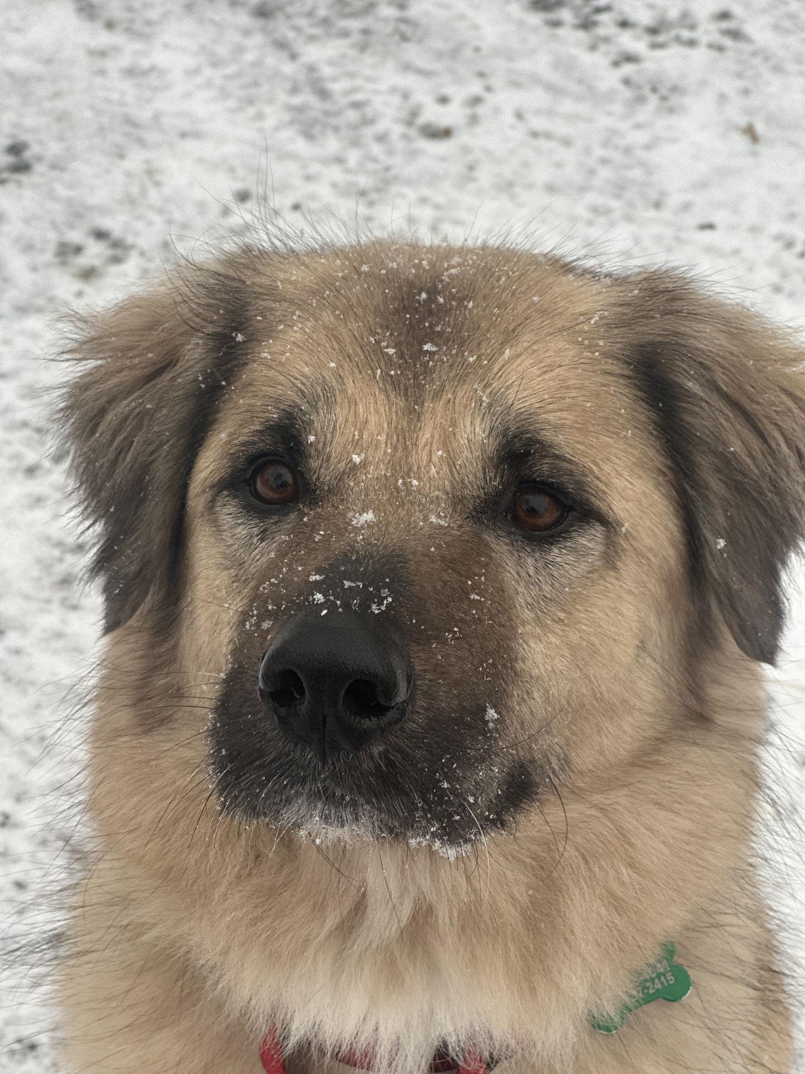 Enlarge Sage, a Adoptable Anatolian Shepherd in Charlotte, NC image 3/3