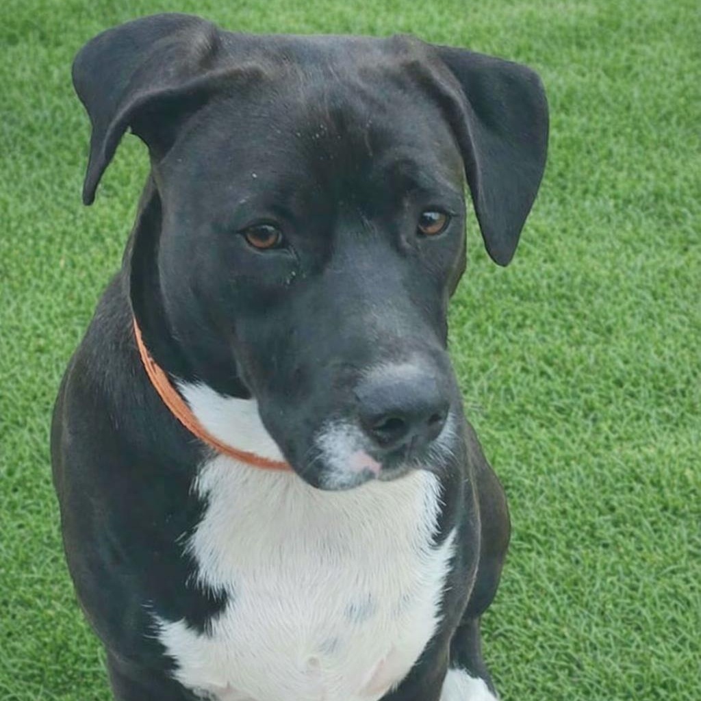 Enlarge Snoops, a Adoptable mixed breed in Linthicum Heights, MD image 6/6