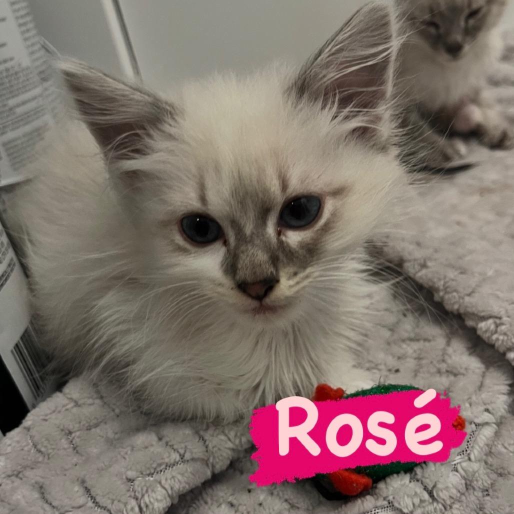 Enlarge Rose, a Adoptable Siamese in Waxhaw, NC image 1/1