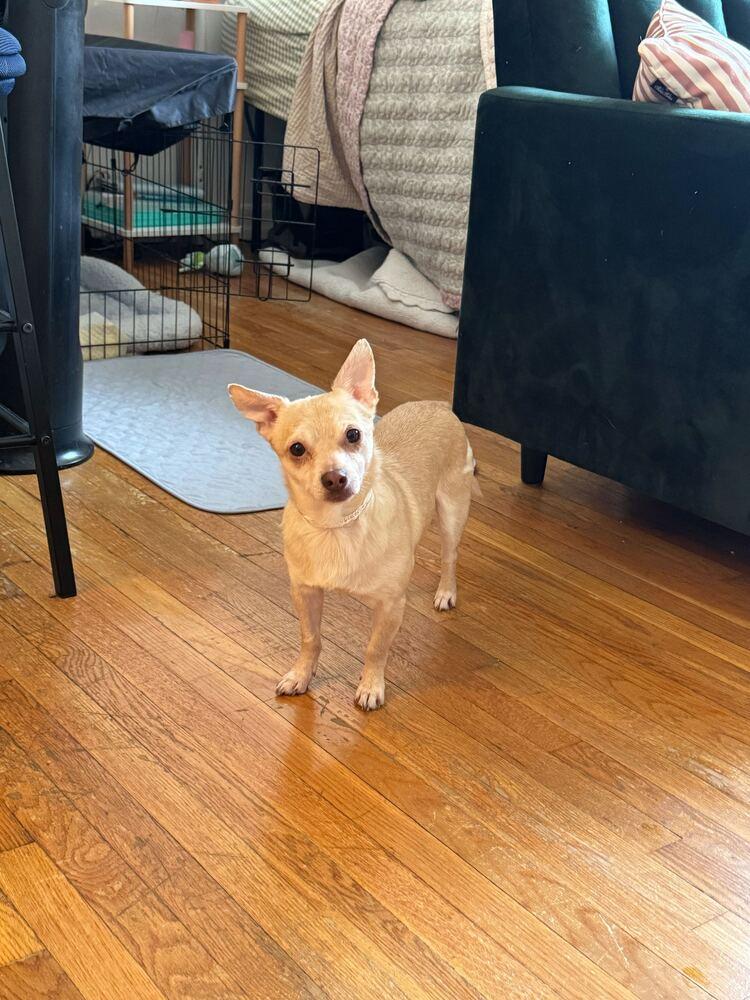 Enlarge Cheetos, a Adoptable Chihuahua in New York, NY image 1/6