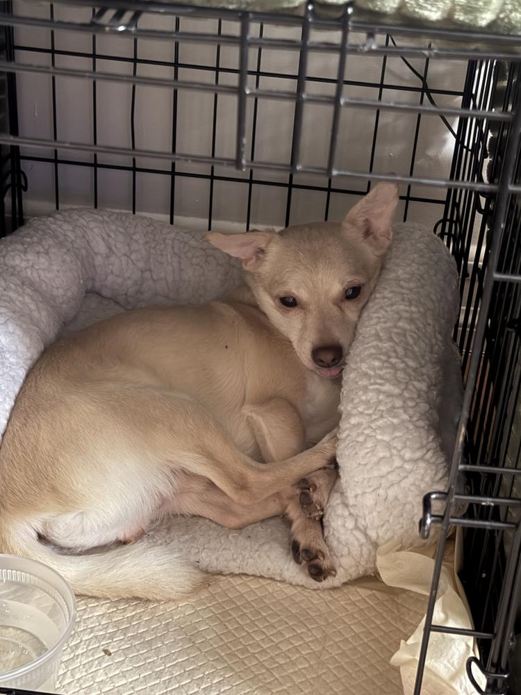 Enlarge Cheetos, a Adoptable Chihuahua in New York, NY image 2/6