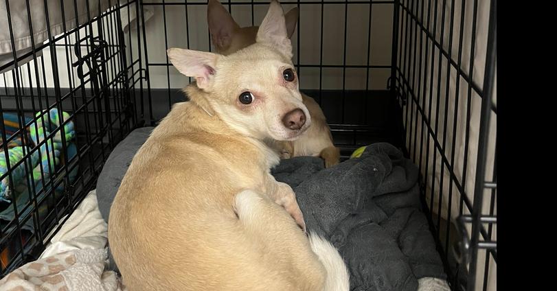 Enlarge Cheetos, a Adoptable Chihuahua in New York, NY image 3/6