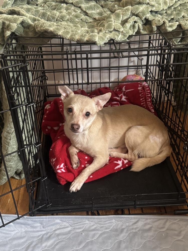 Enlarge Cheetos, a Adoptable Chihuahua in New York, NY image 4/6