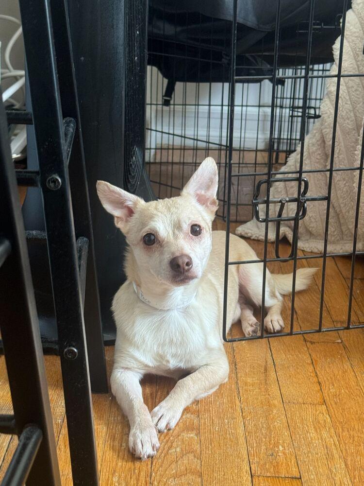 Enlarge Cheetos, a Adoptable Chihuahua in New York, NY image 5/6