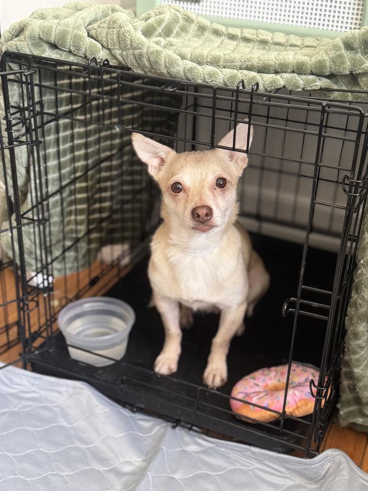 Enlarge Cheetos, a Adoptable Chihuahua in New York, NY image 5/6