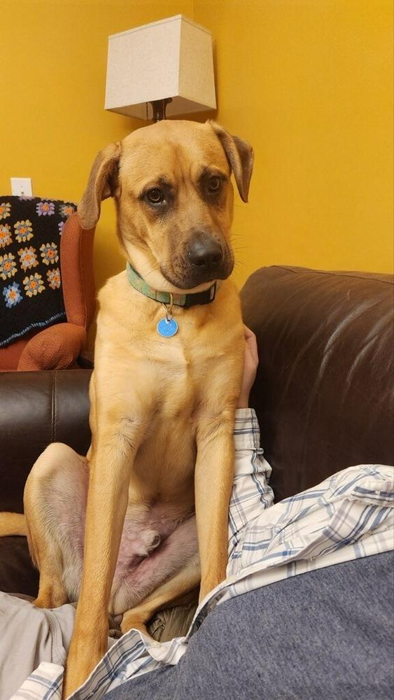 Ash, a Adoptable mixed breed in Loveland, OH image 3/3