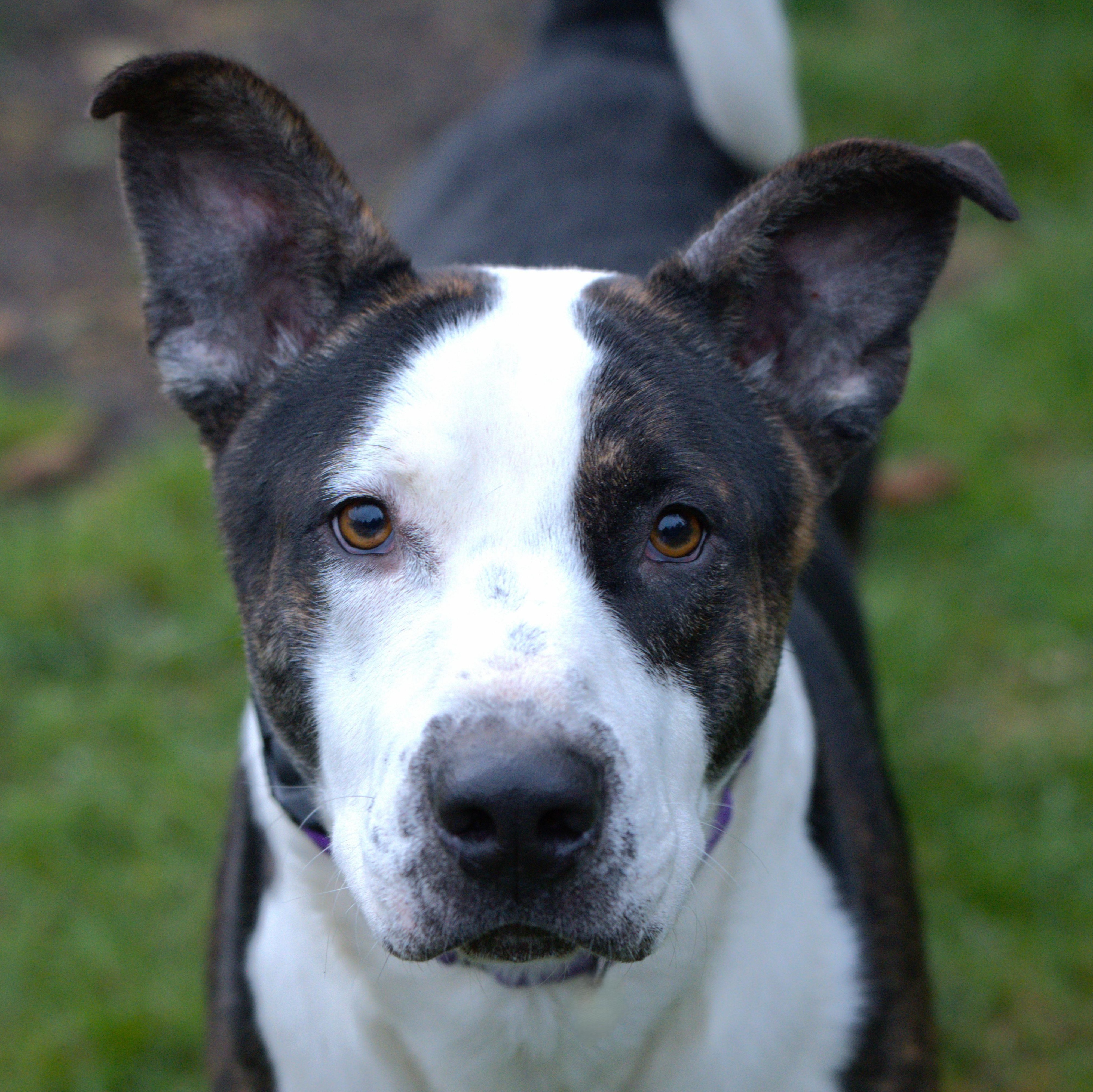 Elvis, Adoptable, Young Male Pit Bull Terrier.