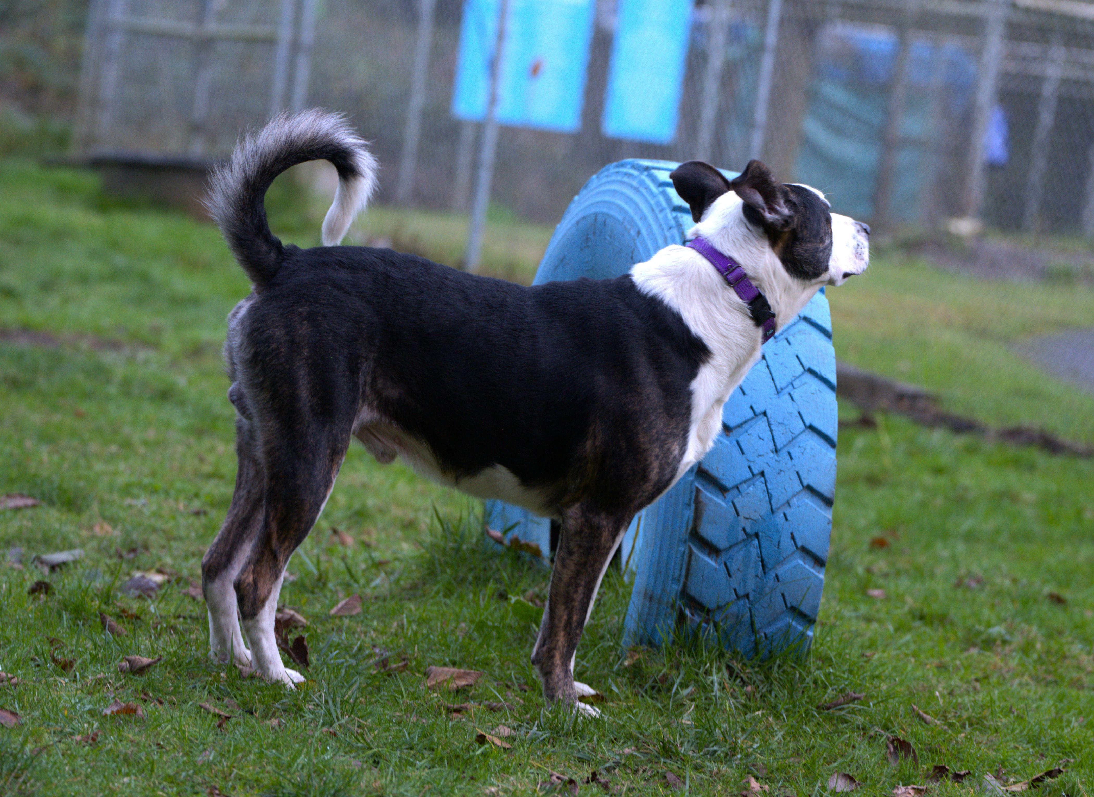 Elvis, a Adoptable mixed breed in Hoquiam, WA image 2/6