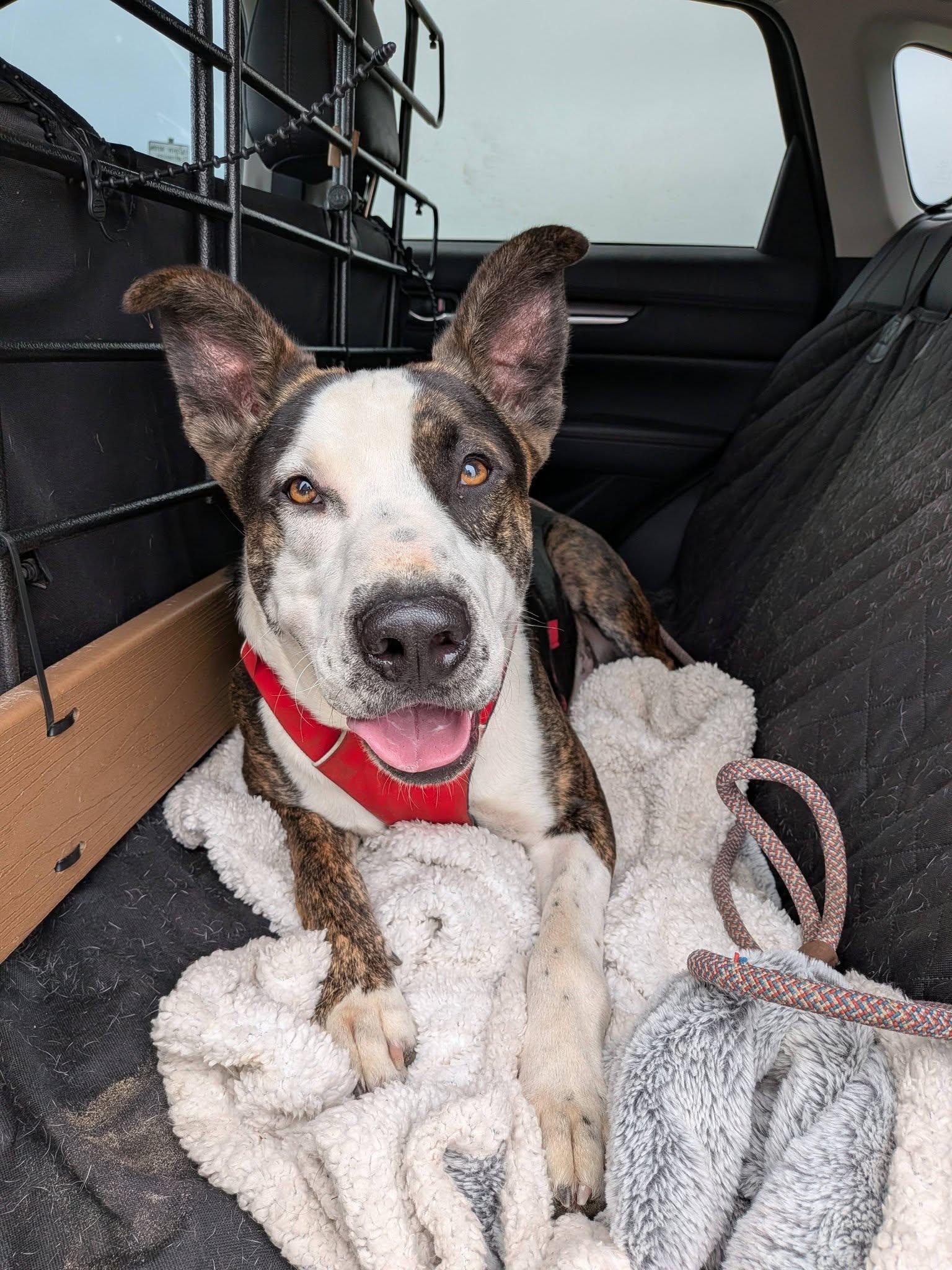Enlarge Elvis, a Adoptable mixed breed in Hoquiam, WA image 4/6