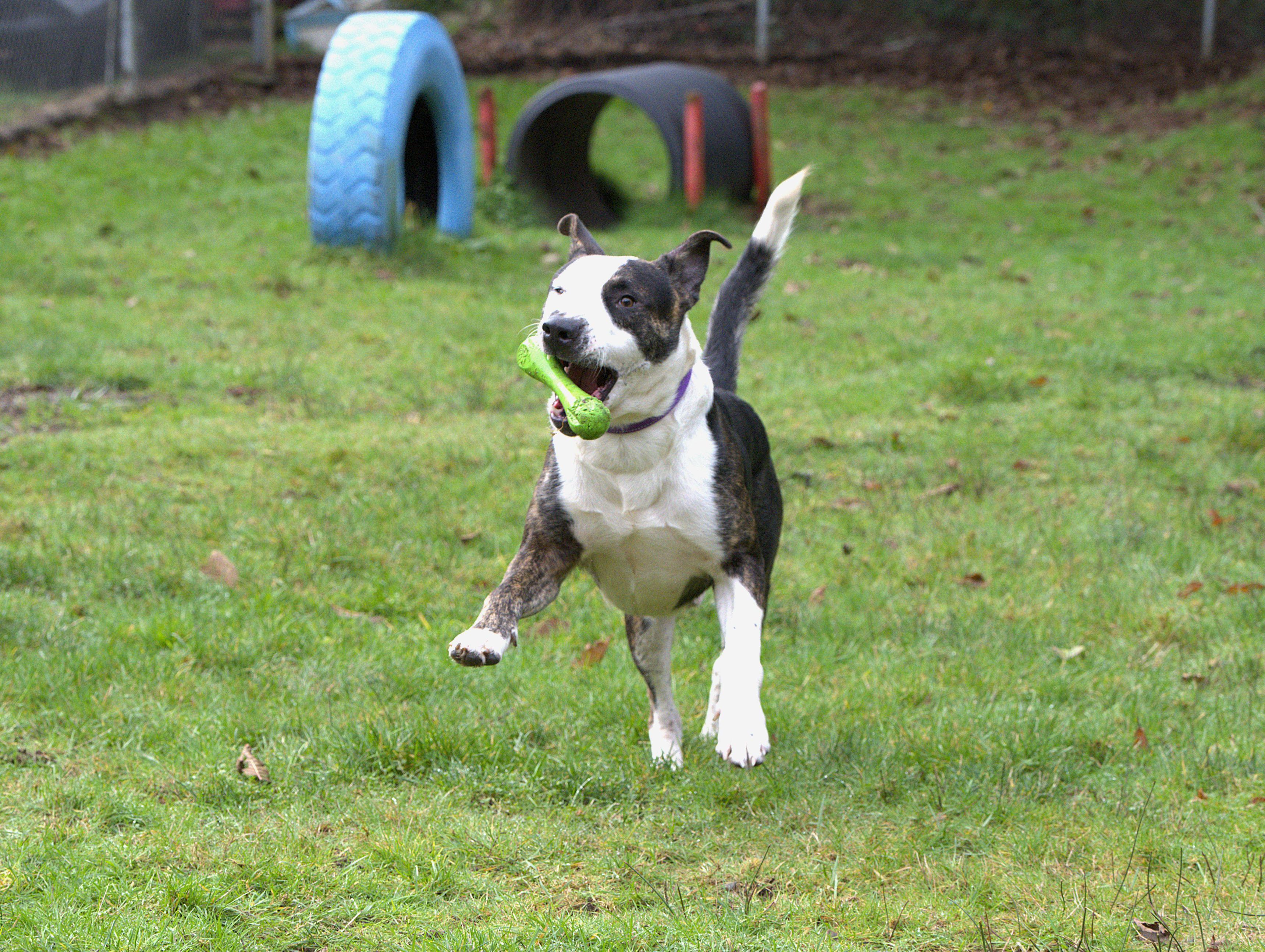 Elvis, a Adoptable mixed breed in Hoquiam, WA image 4/6