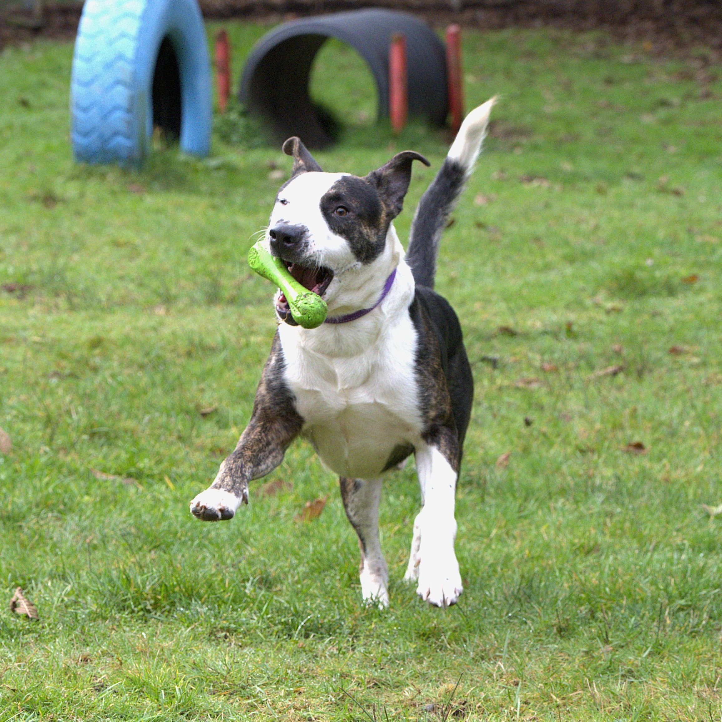Enlarge Elvis, a Adoptable mixed breed in Hoquiam, WA image 6/6