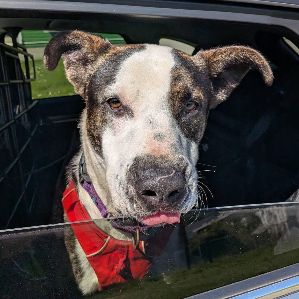 Enlarge Elvis, a Adoptable mixed breed in Hoquiam, WA image 1/6