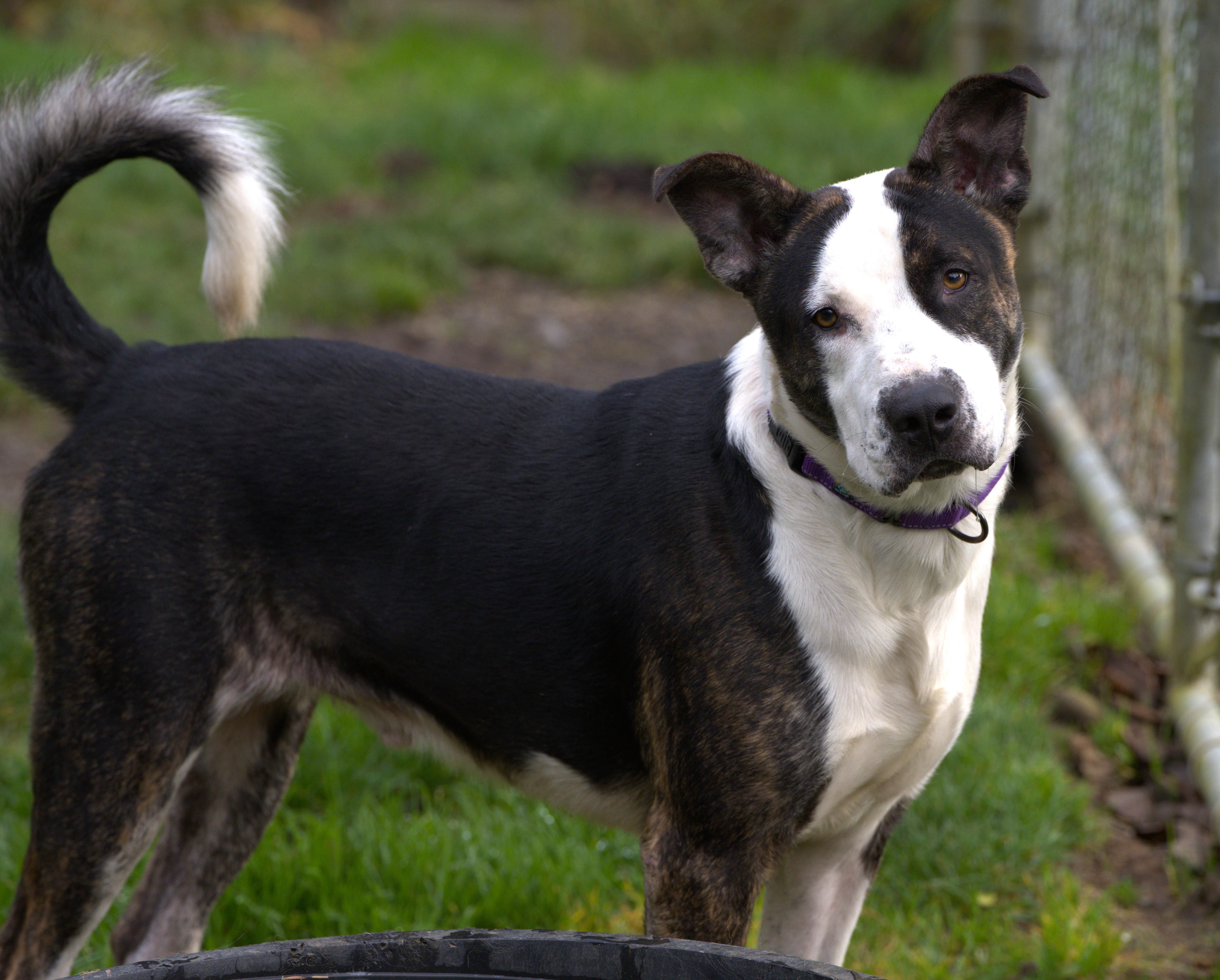 Elvis, a Adoptable mixed breed in Hoquiam, WA image 5/6