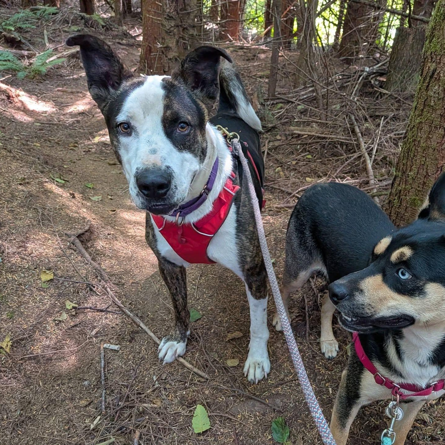 Elvis, a Adoptable mixed breed in Hoquiam, WA image 6/6