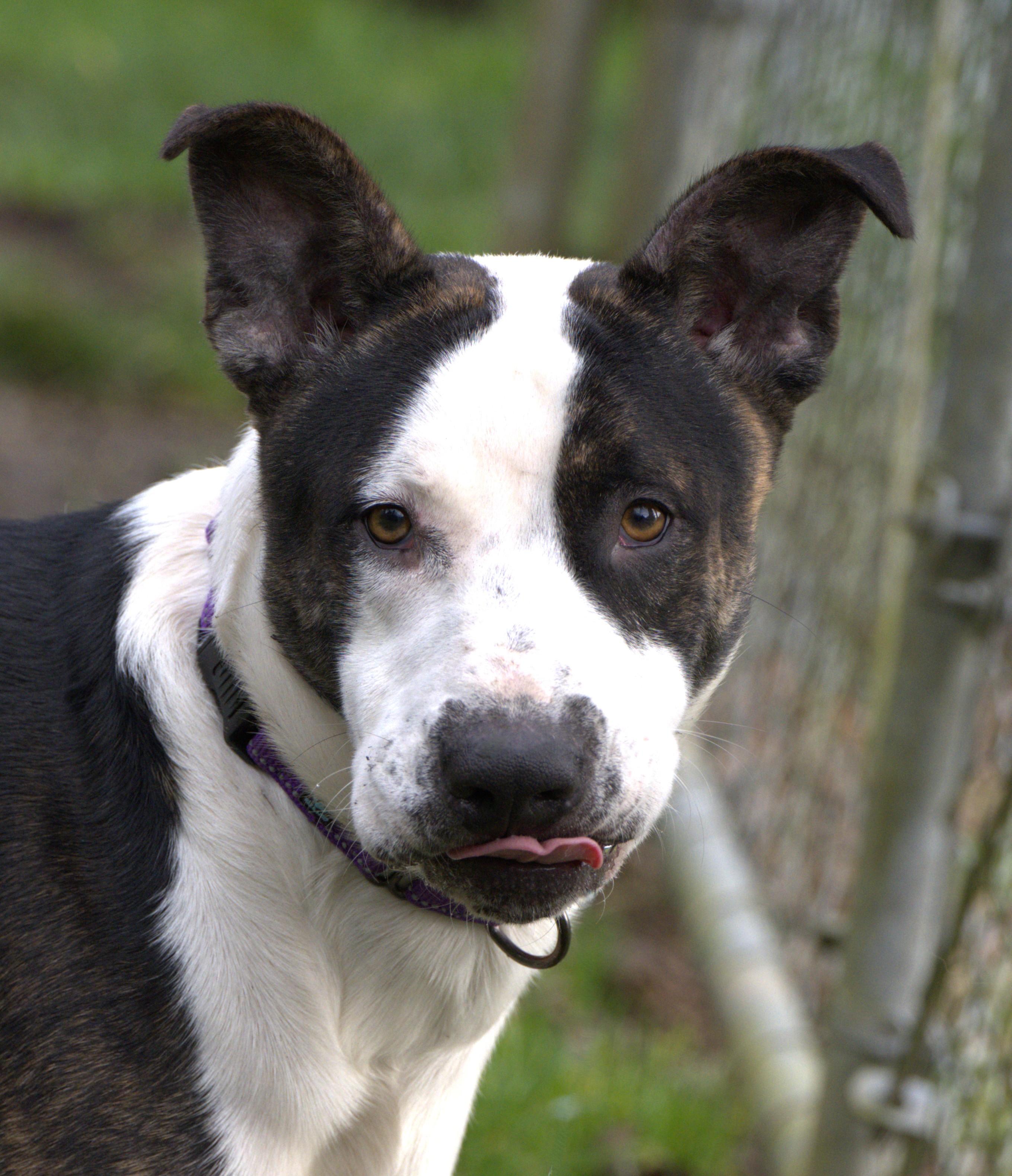 Elvis, a Adoptable mixed breed in Hoquiam, WA image 1/6