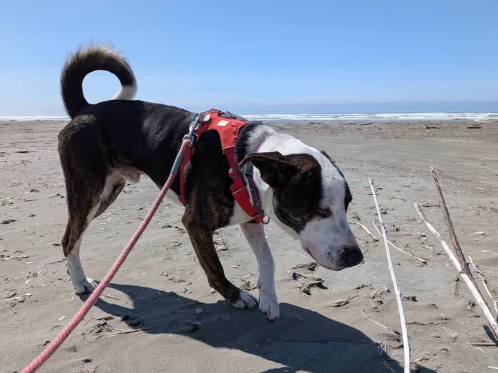 Enlarge Elvis, a Adoptable mixed breed in Hoquiam, WA image 3/6