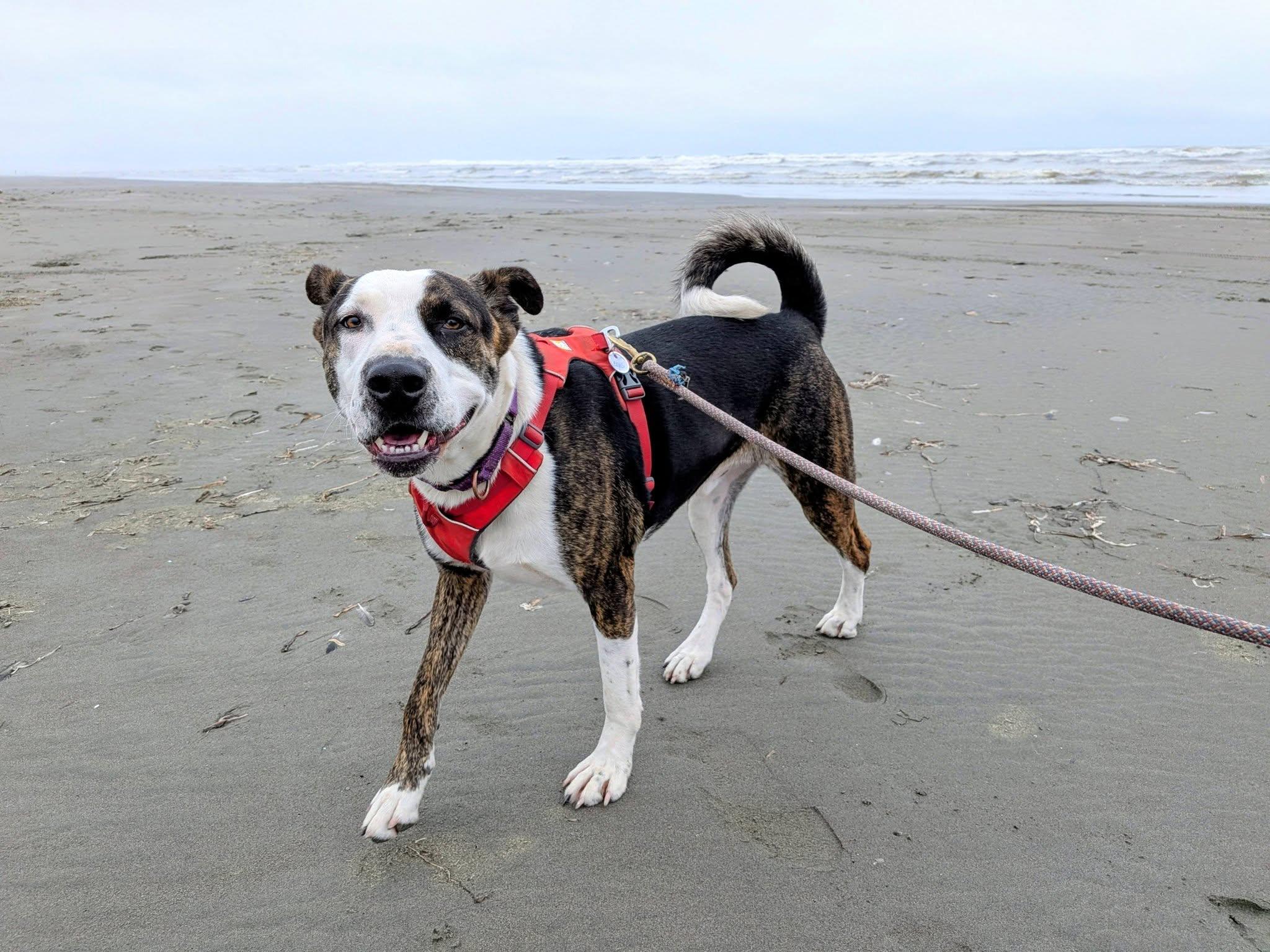 Enlarge Elvis, a Adoptable mixed breed in Hoquiam, WA image 2/6