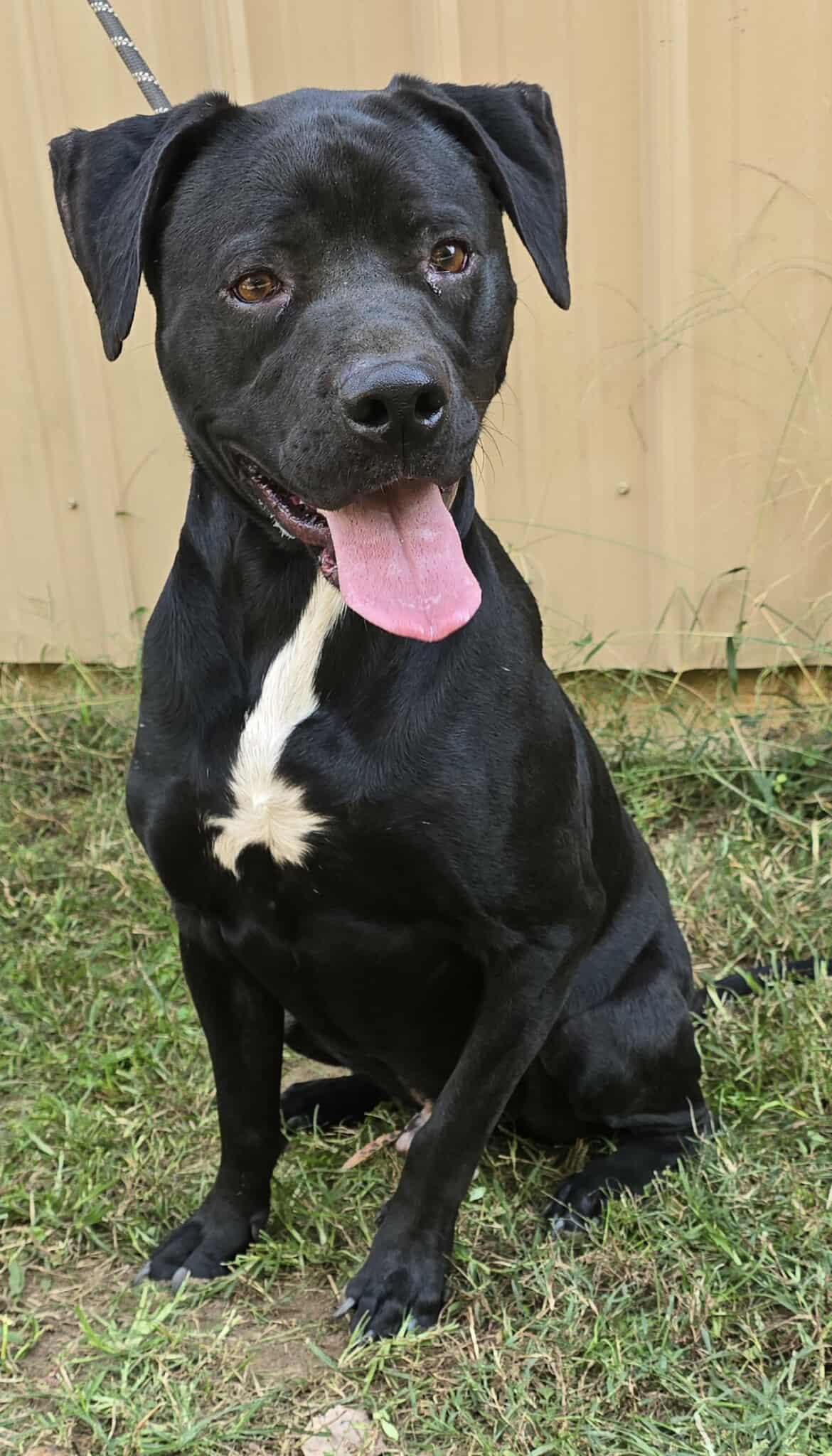 Tahoe *foster needed*