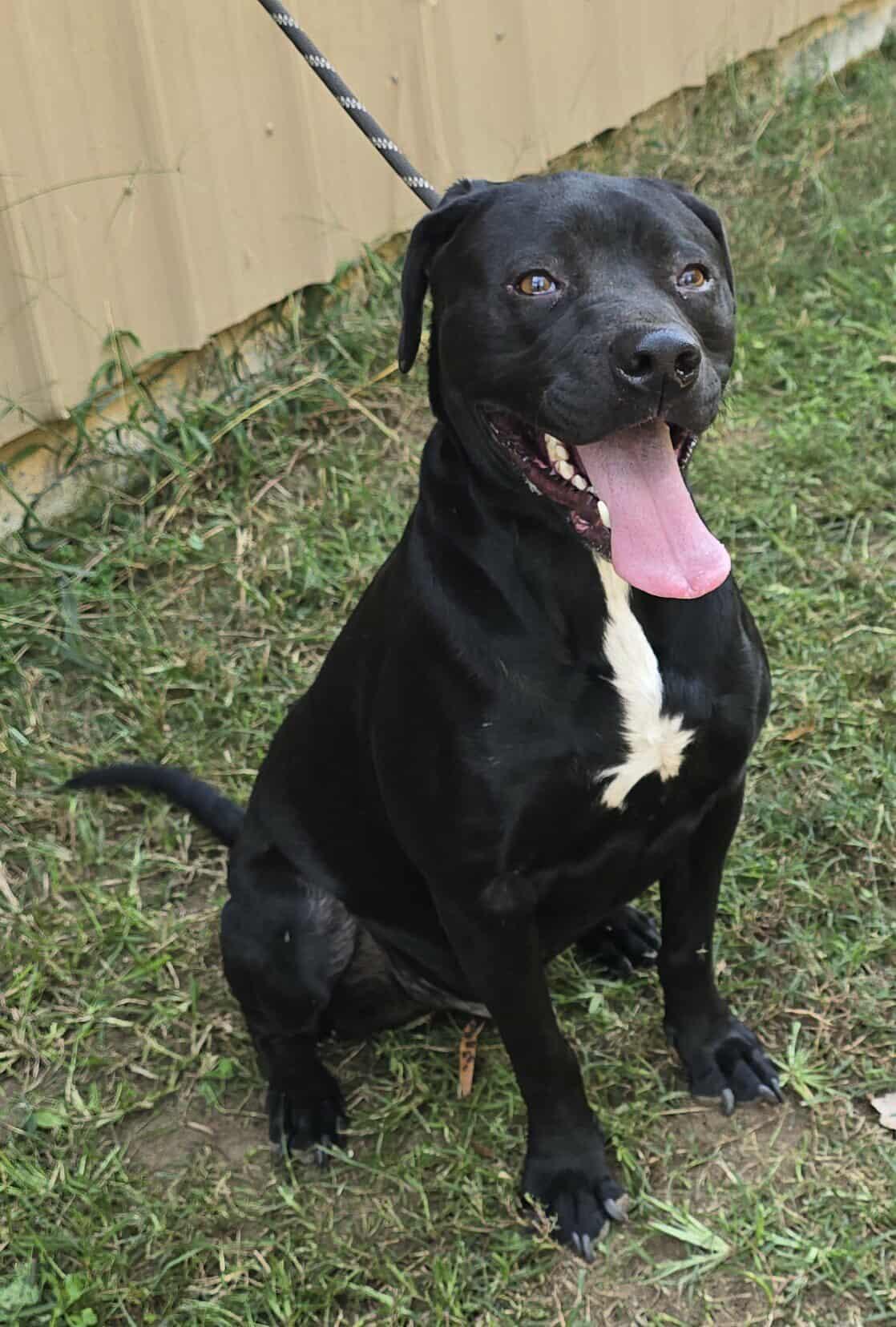 Tahoe *foster needed*