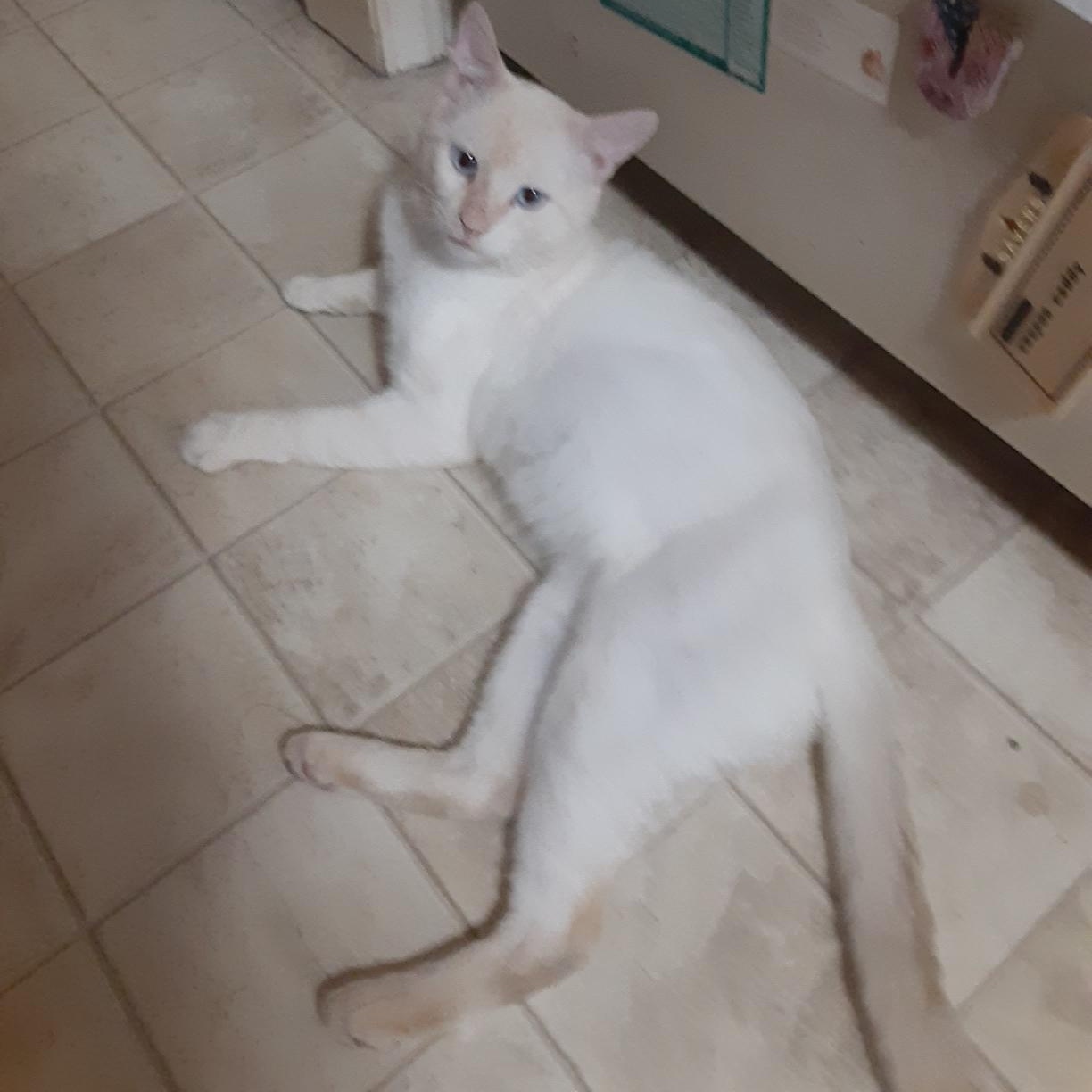 Marshmallow, Adoptable, Adult Male Siamese.