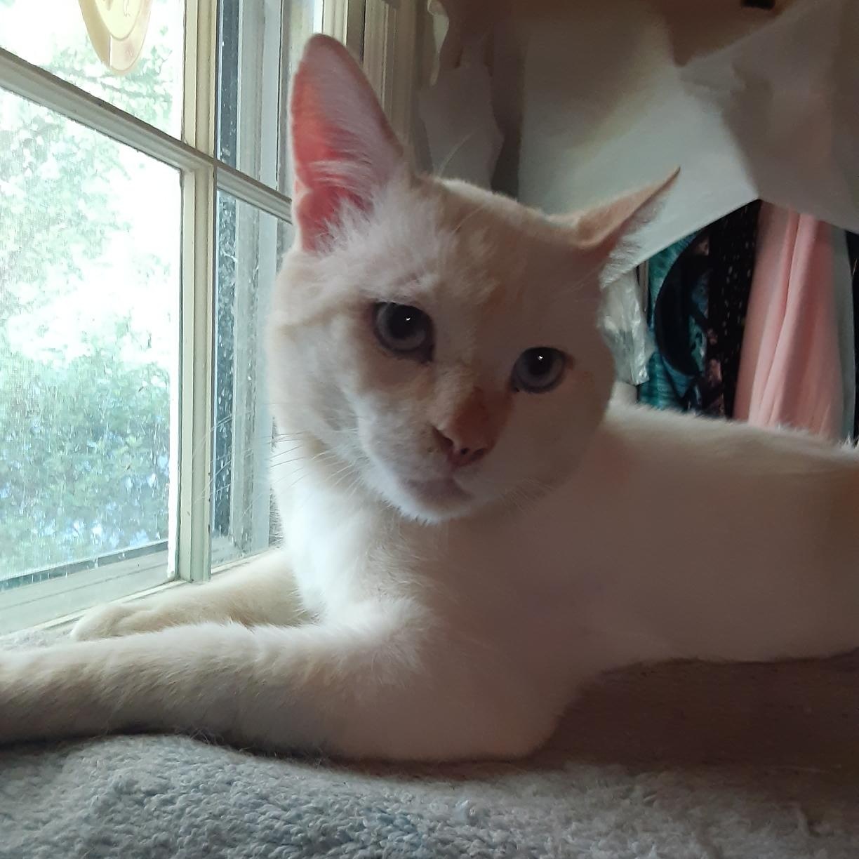 Enlarge Marshmallow, a Adoptable Siamese in Charlotte, NC image 2/3