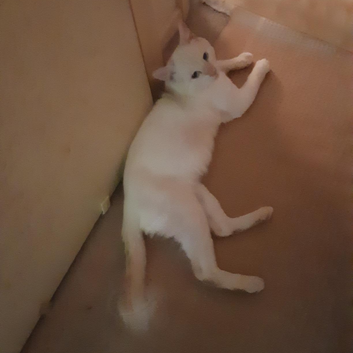 Enlarge Marshmallow, a Adoptable Siamese in Charlotte, NC image 3/3