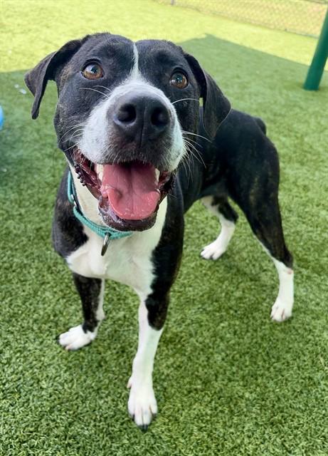 MICHAELA, Adoptable, Young Female Pit Bull Terrier & Mixed Breed.