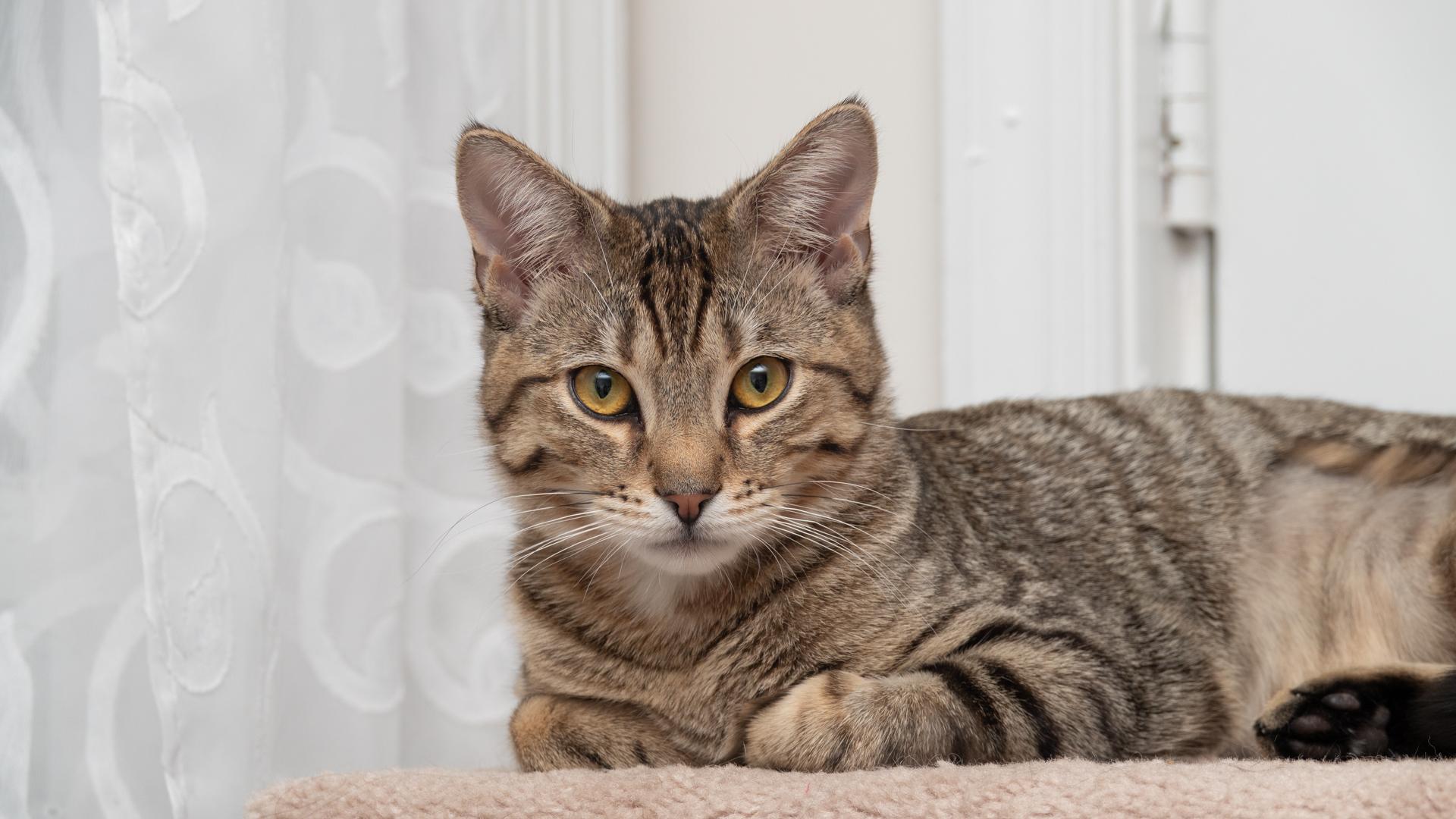 Enlarge Charles and Chad (Best Friends), an adopted Domestic Short Hair in Bloomfield, NJ image 4/4