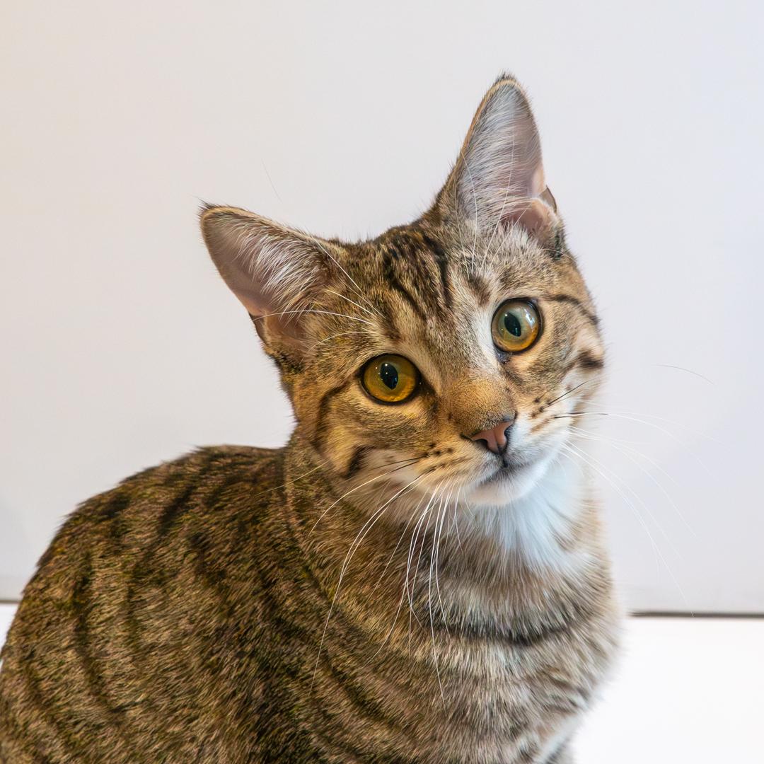 Enlarge Charles and Chad (Best Friends), an adopted Domestic Short Hair in Bloomfield, NJ image 2/4